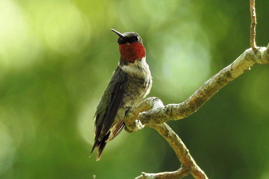 ruby throated hummingbirds