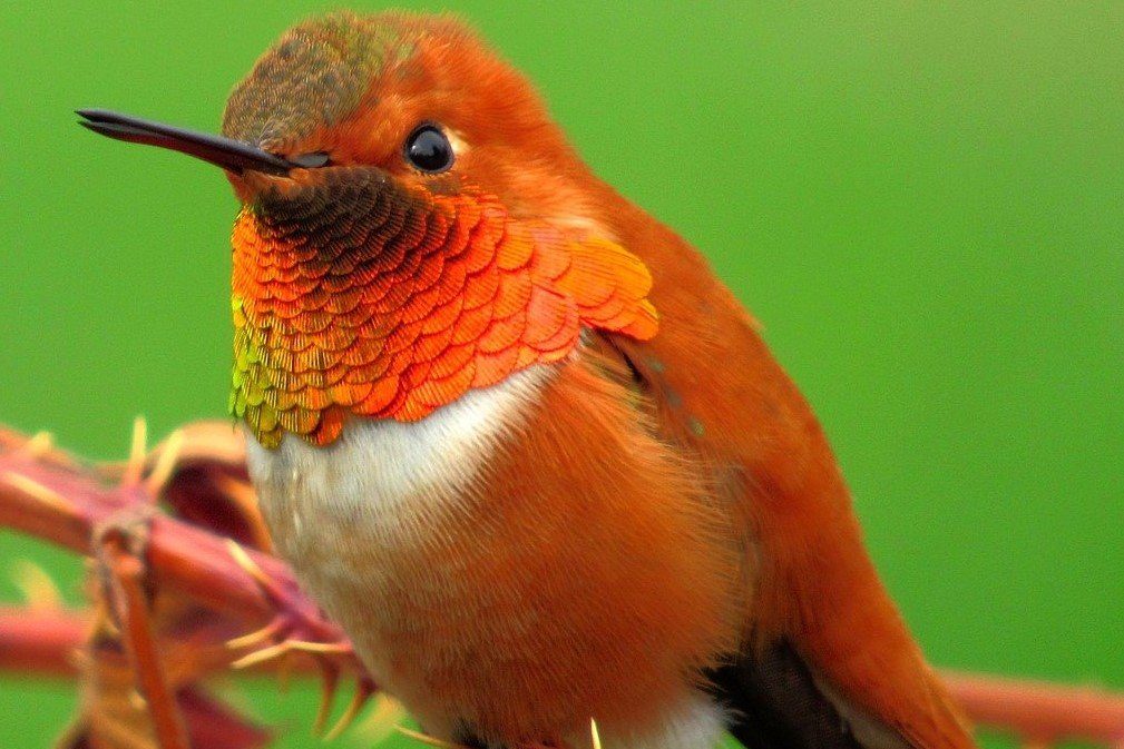 Green-breasted Mango male and female pair rufous-hummingbird male