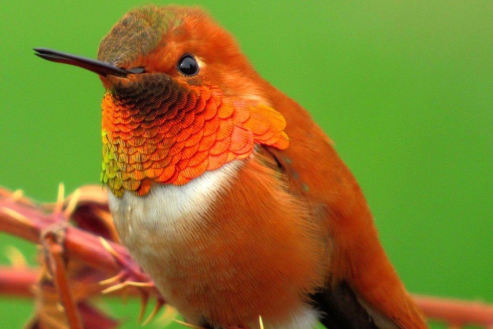 rufous-hummingbird male