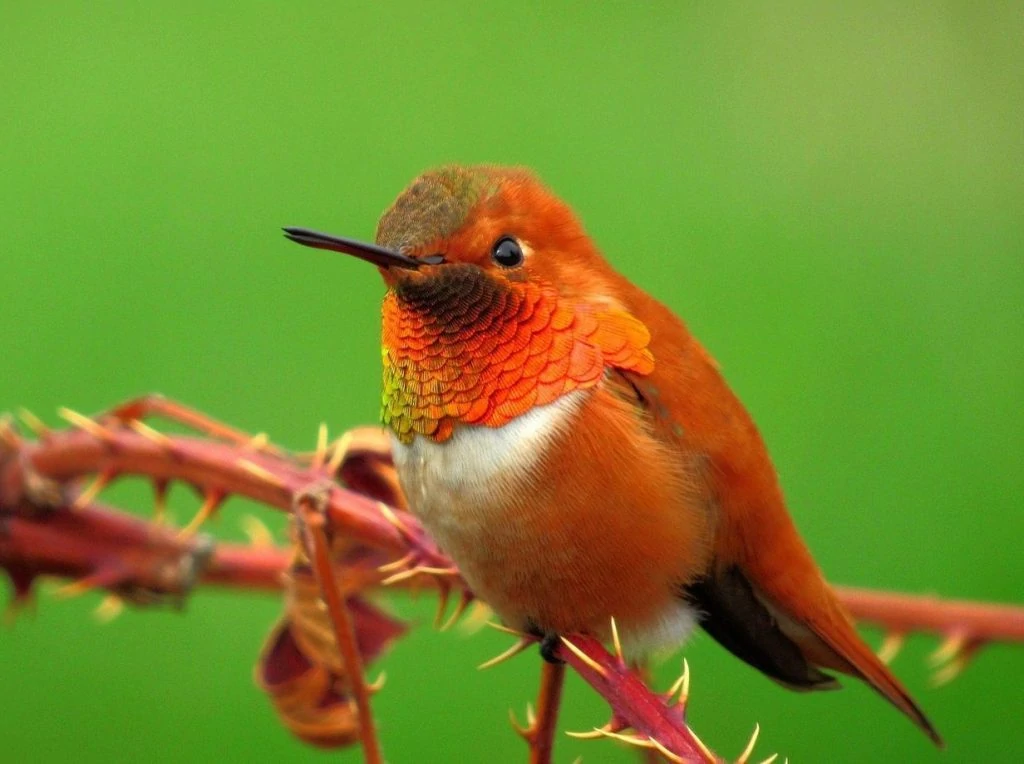 Green-breasted Mango male and female pair rufous-hummingbird