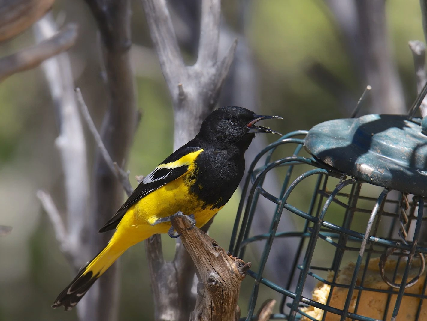 scotts oriole