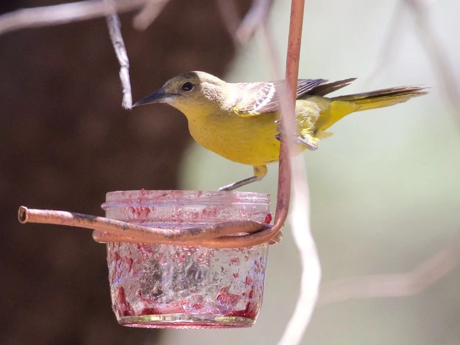 scotts oriole female