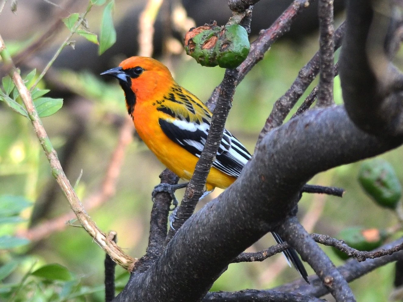 streak backed oriole