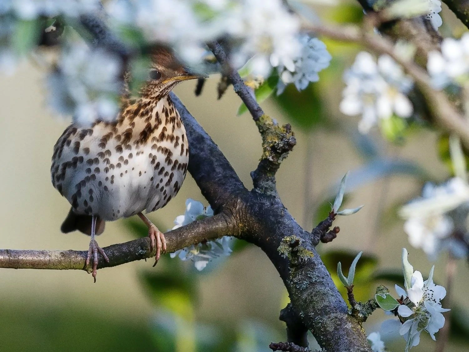 swainsons thrush