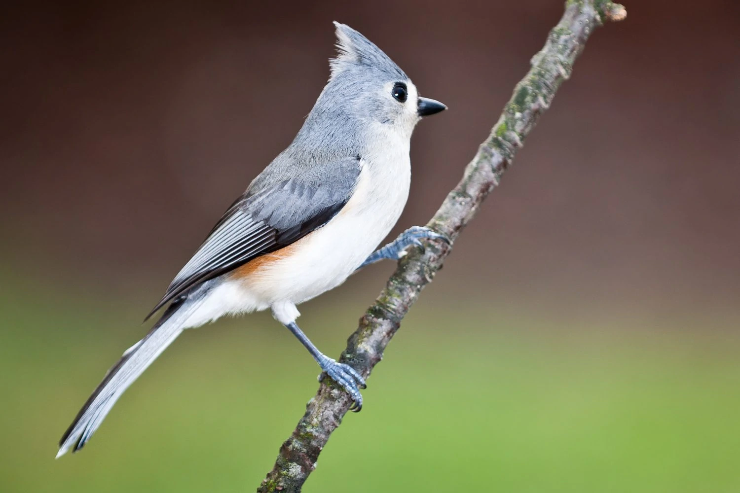 Tufted titmouse