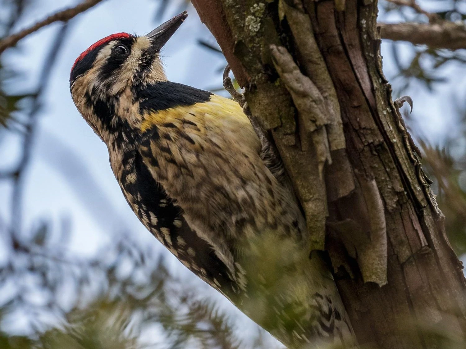 Yellow-bellied sapsucker for identification