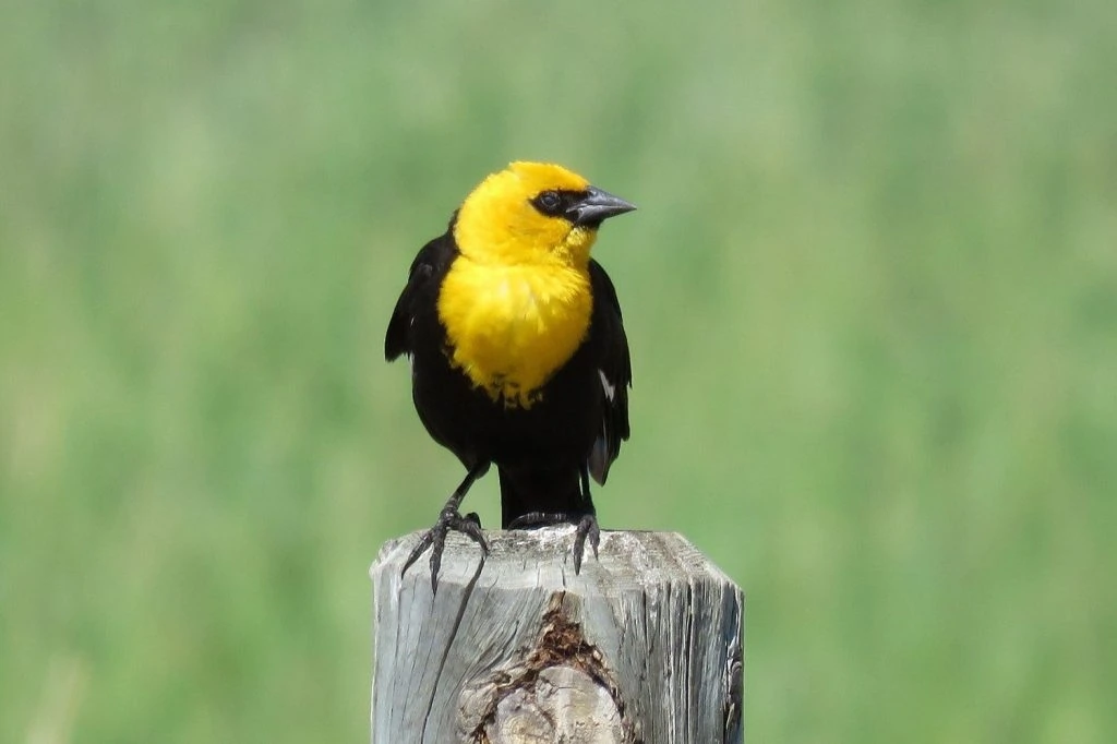 yellow headed blackbird