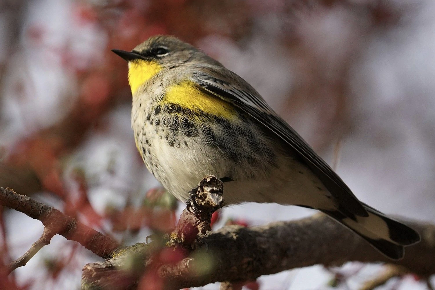 yellow rumped warbler