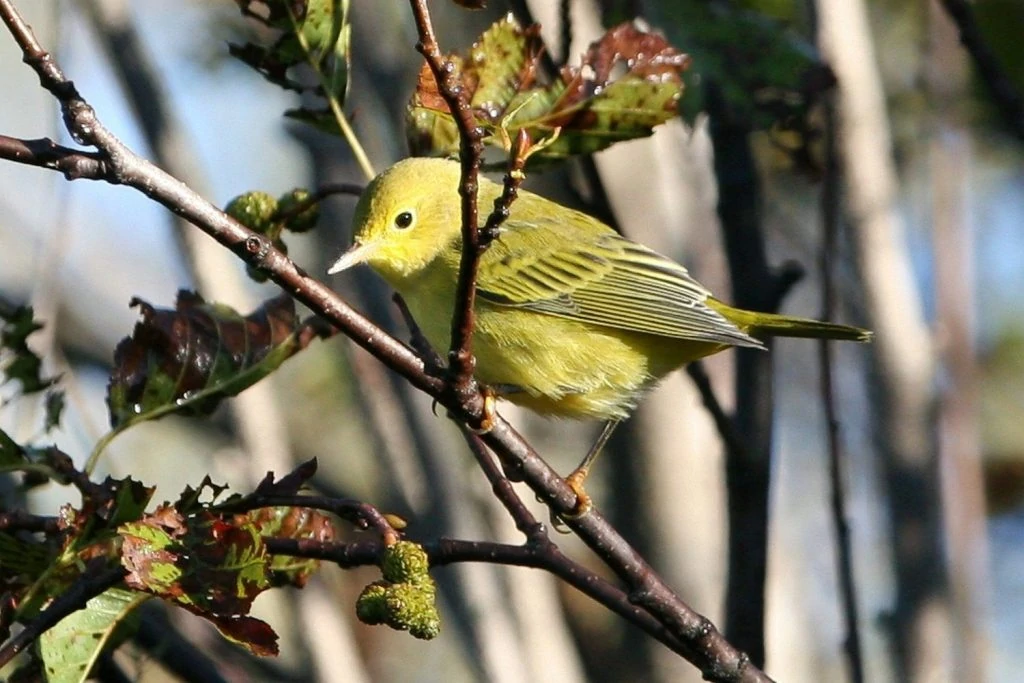 yellow warbler