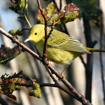 Yellow Warbler