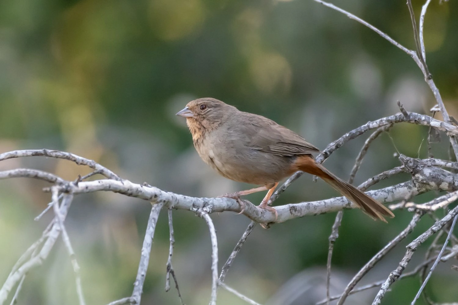 Abert's Towhee