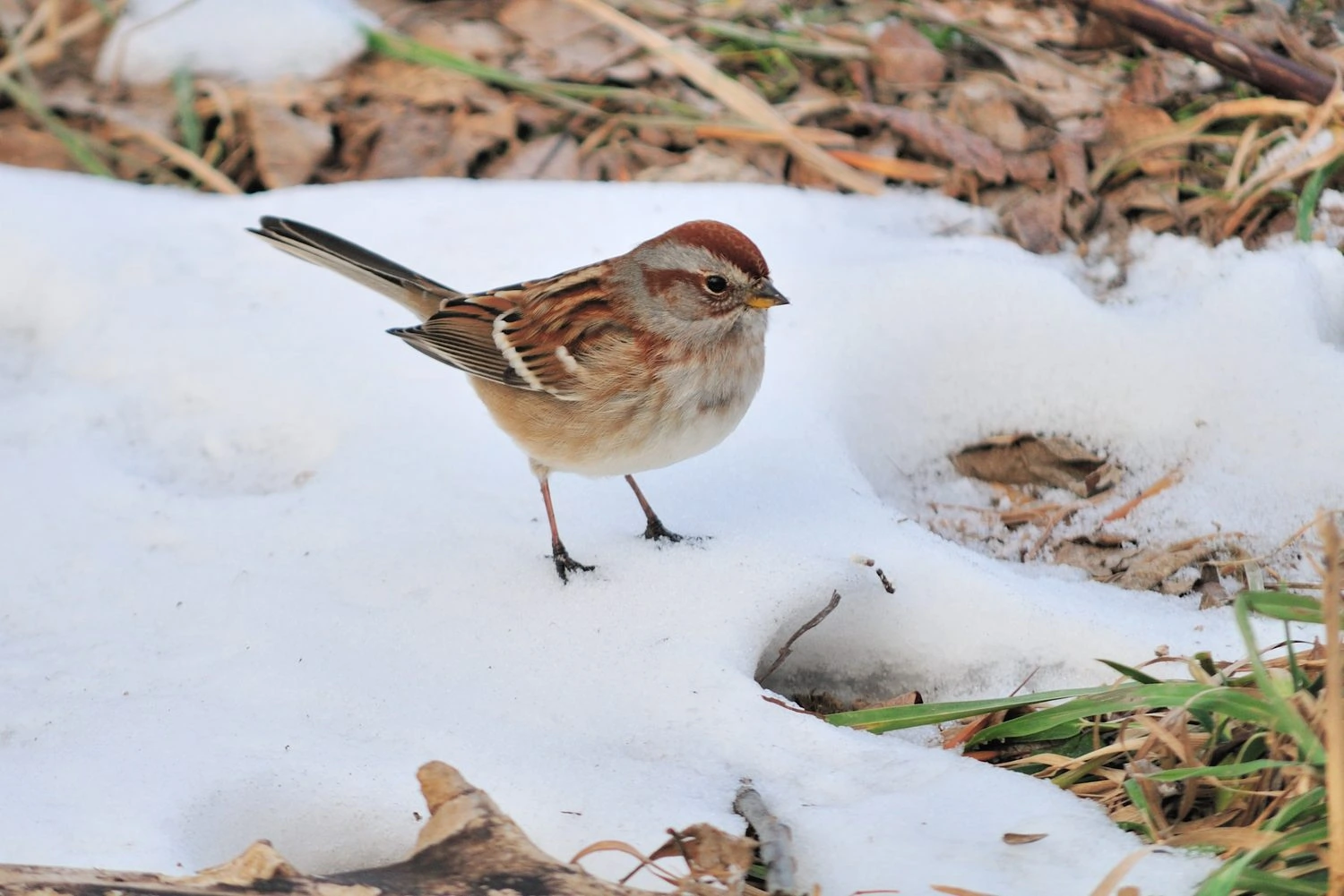 American tree sparrow