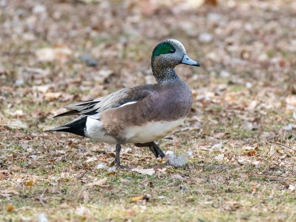 American Wigeon Male