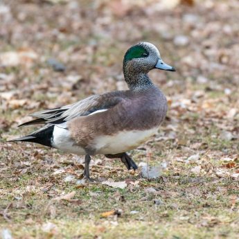 American Wigeon