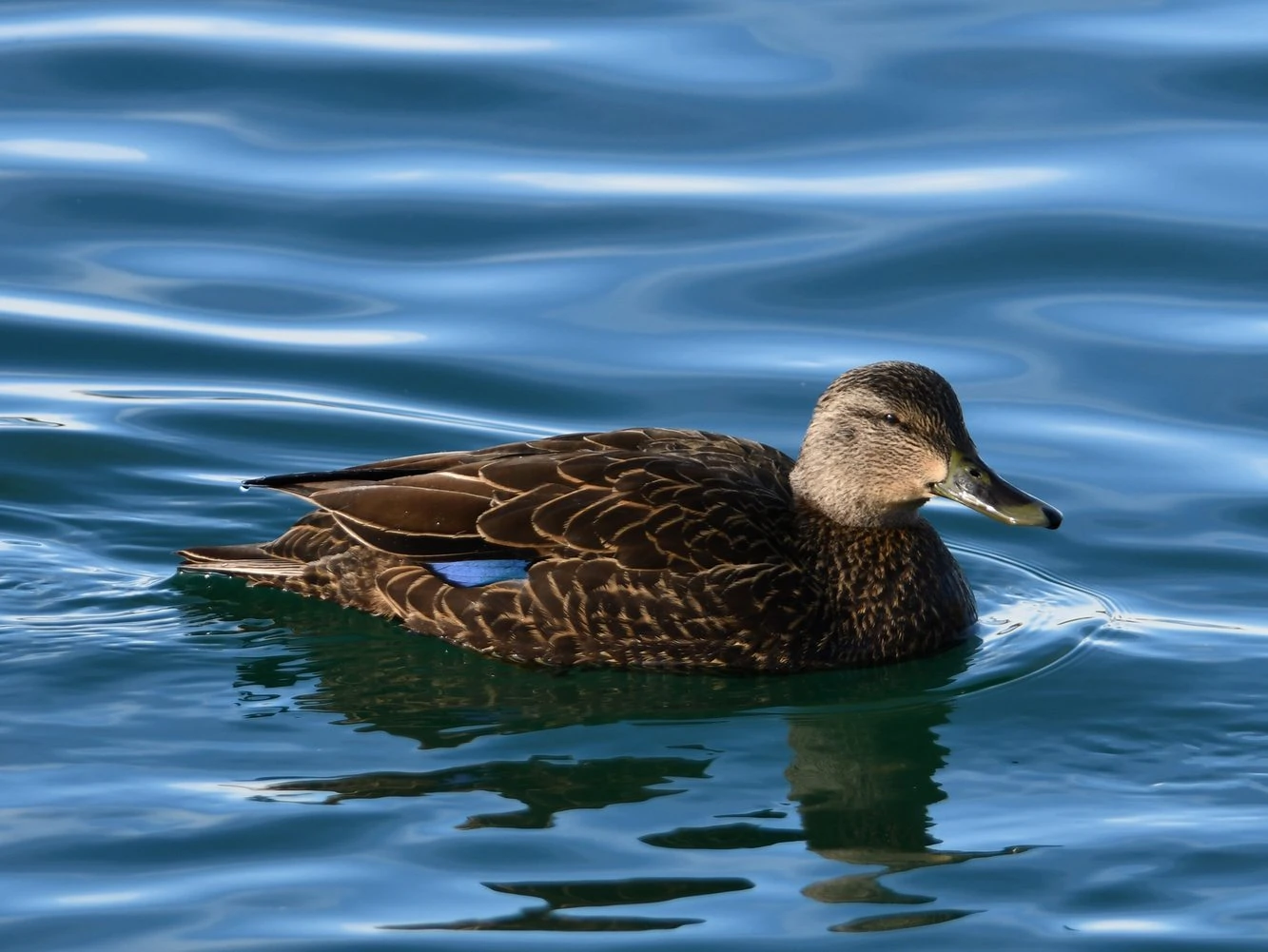 American Black Duck Female