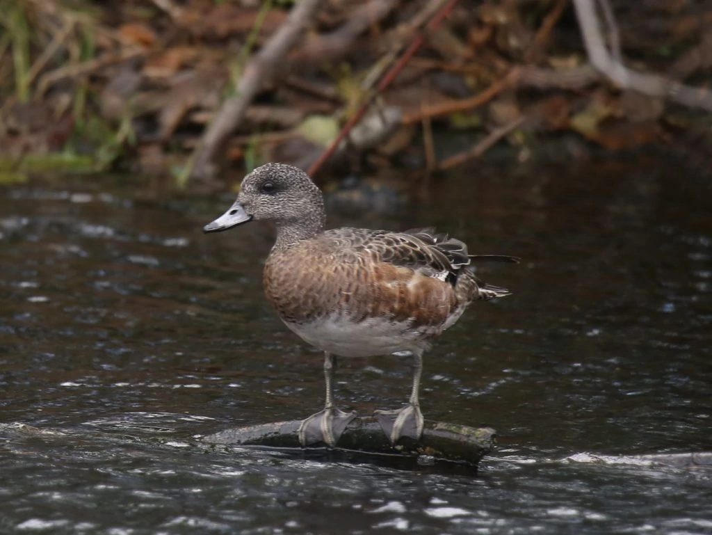 American Wigeon Female