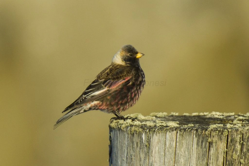 Asian Rosy Finch