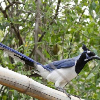 Black-throated Magpie-Jay