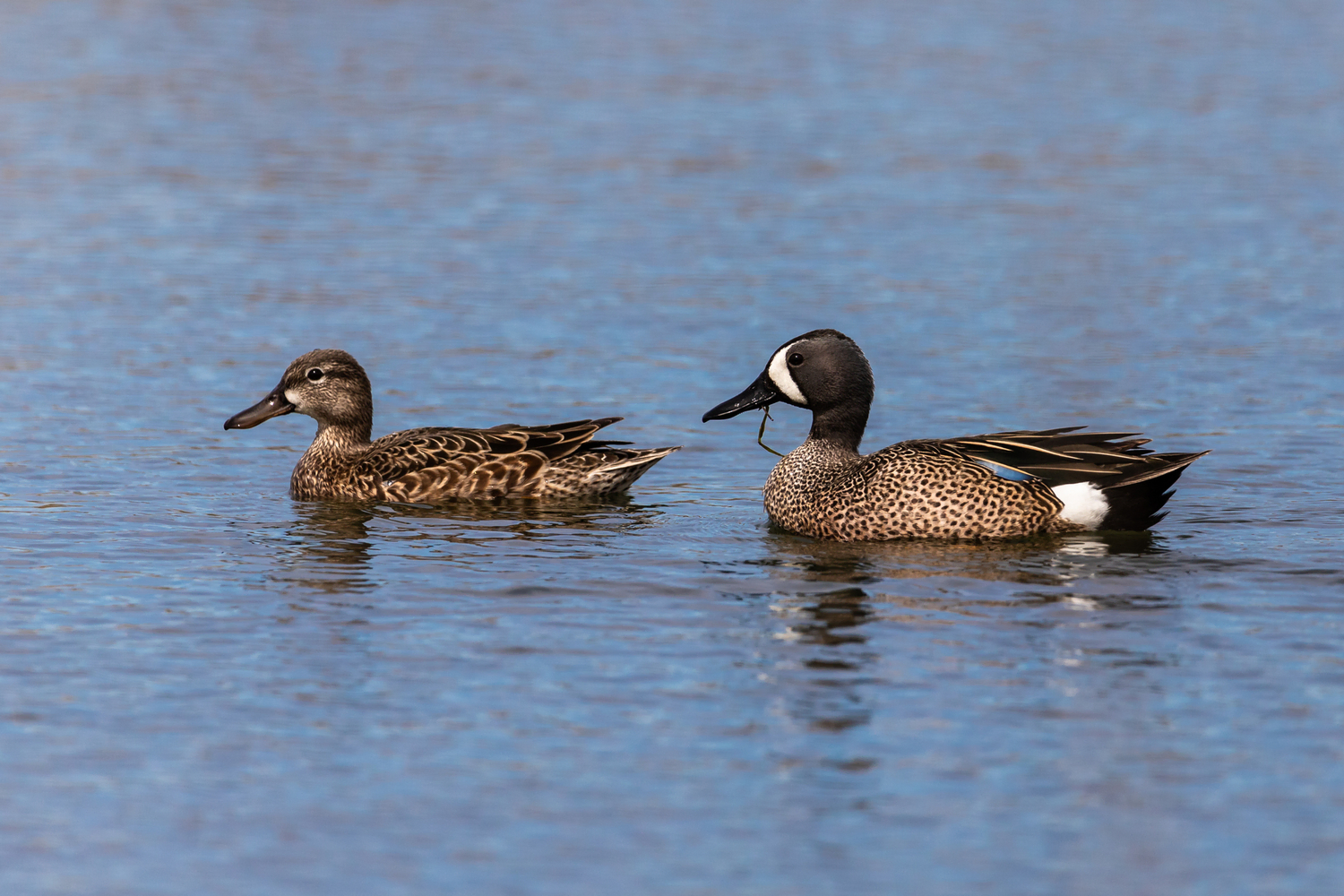 Blue-winged Teal