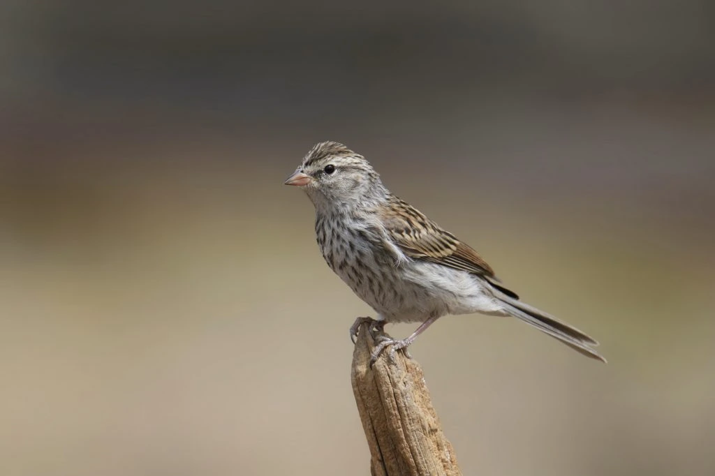 Brewers sparrow