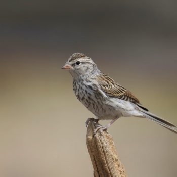 Brewer’s Sparrow