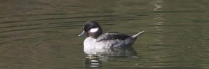 11 Ducks With Brown Heads North America