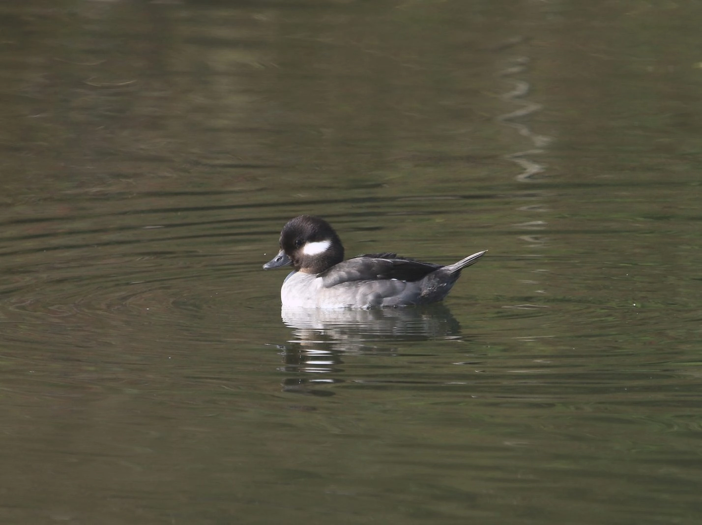 Bufflehead Female