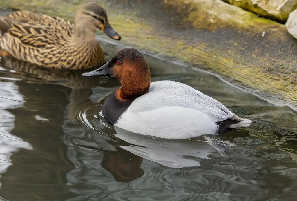 Canvasback