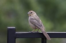 39 Brown Birds In Oklahoma (ID Guide, Pictures)