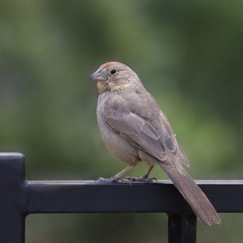 Canyon Towhee