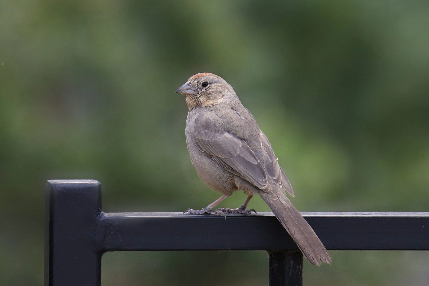 canyon towhee