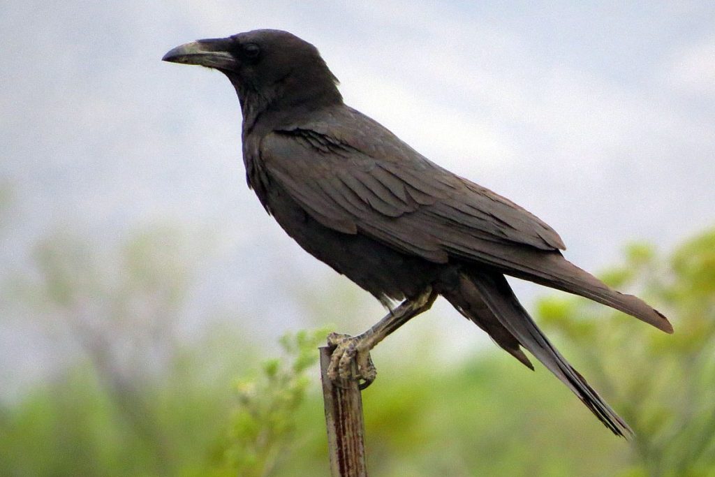 12 Types Of Crows And Jays In New Mexico (And Their Calls)