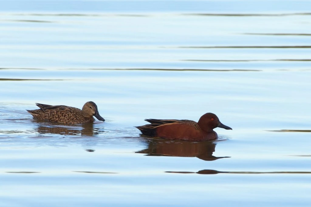 Cinnamon Teal