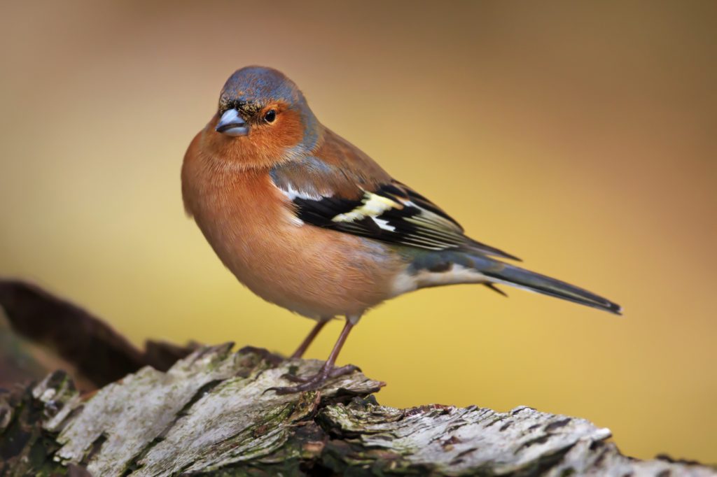 Common Chaffinch
