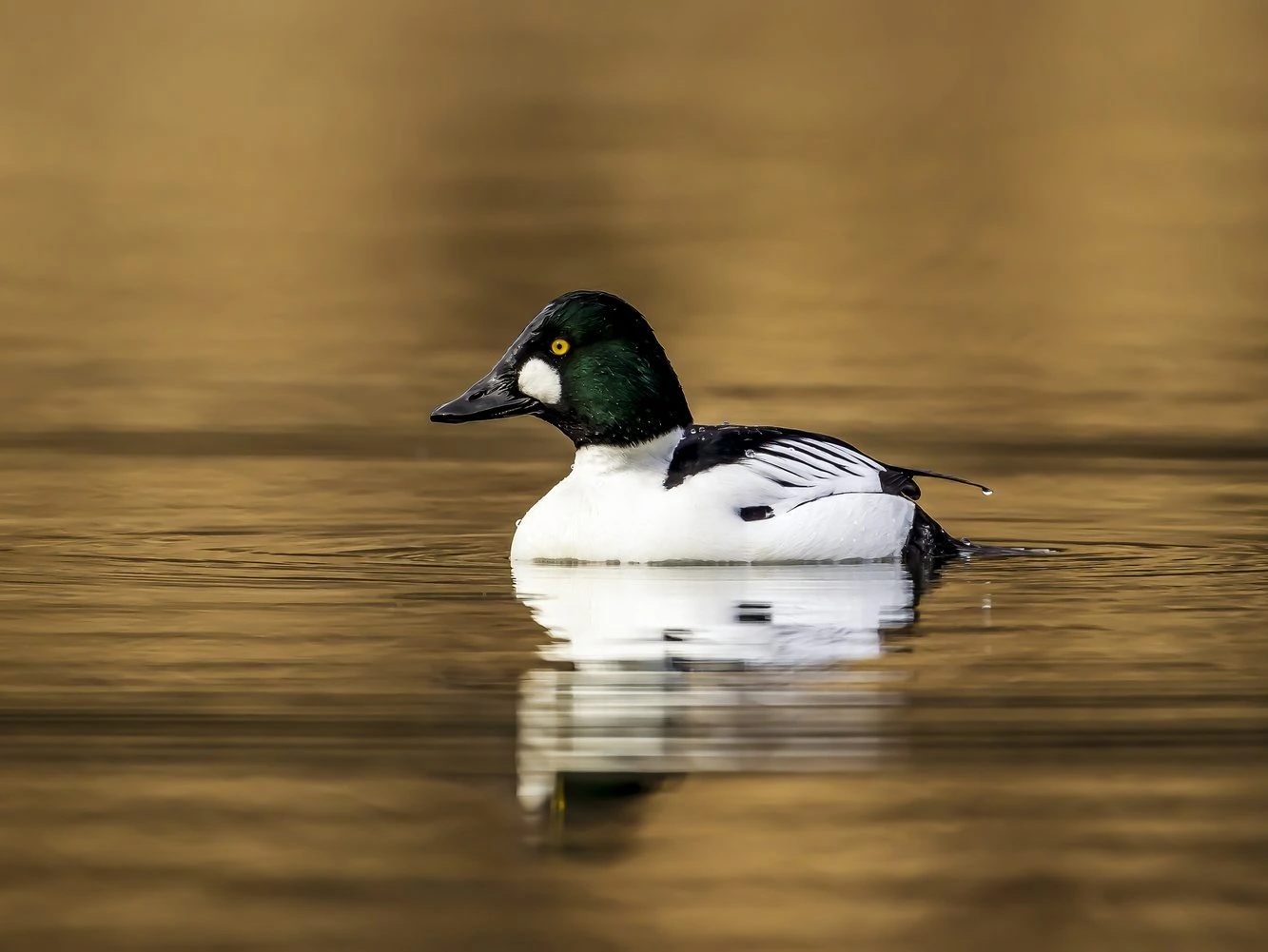 Common Goldeneye Male