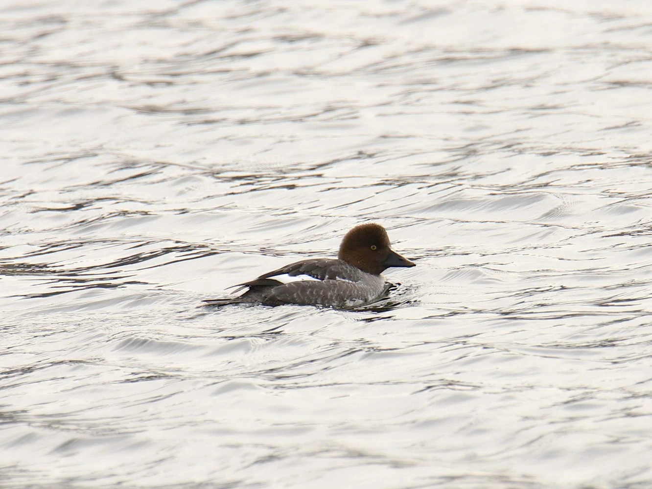 Common Goldeneye Female