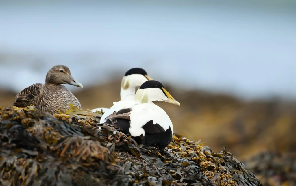 Common Eider