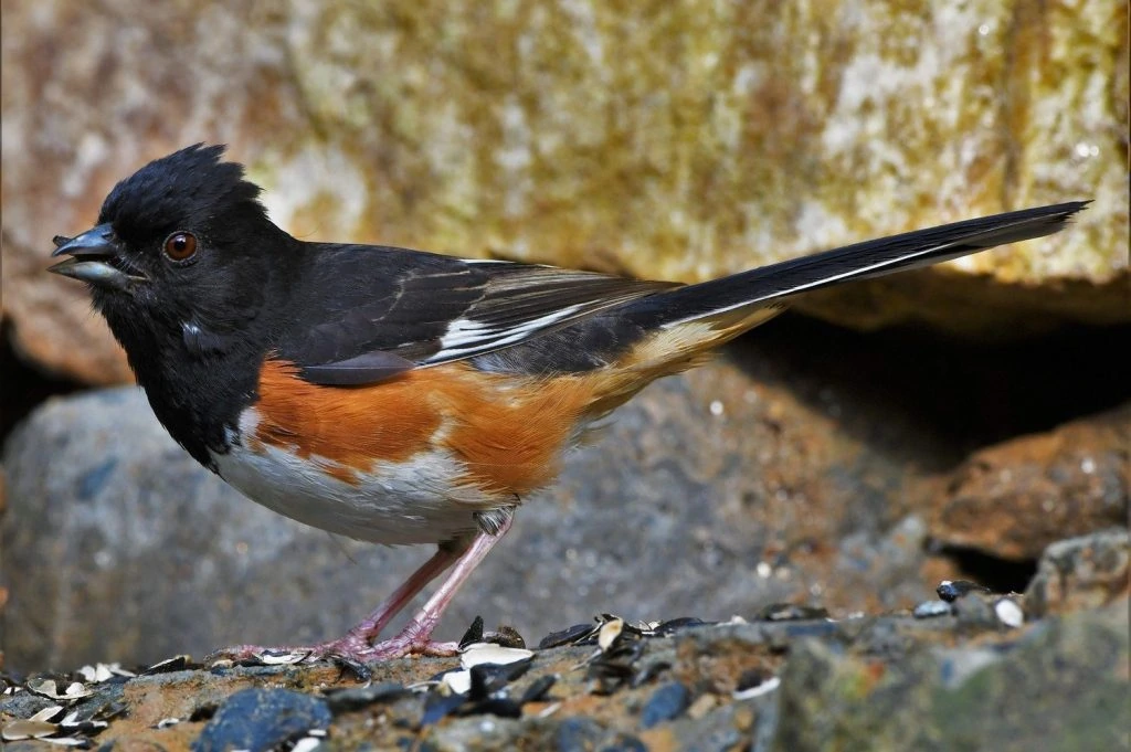 Eastern Towhee