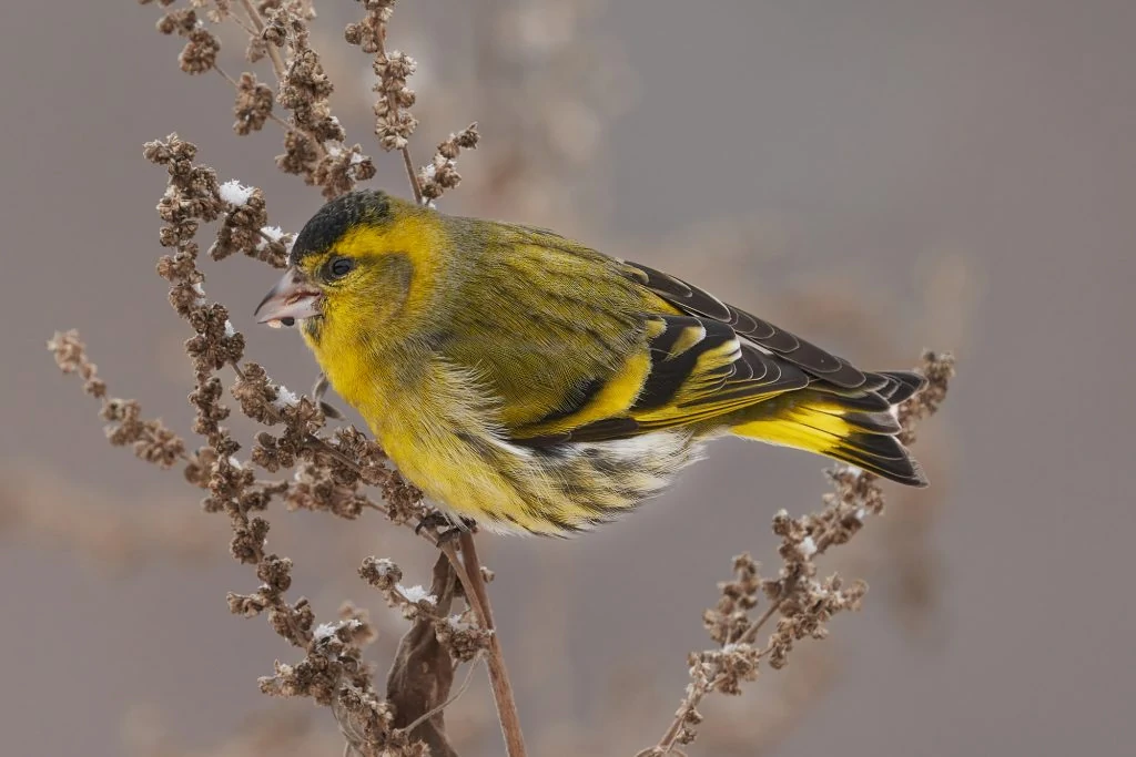 Eurasian Siskin