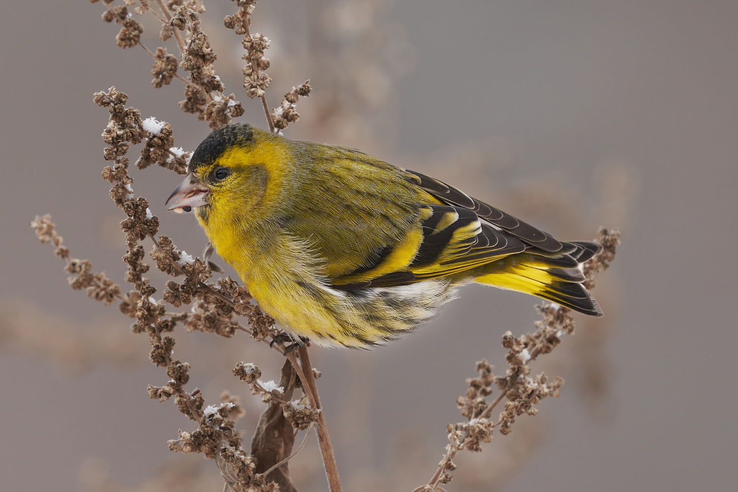 Eurasian Siskin