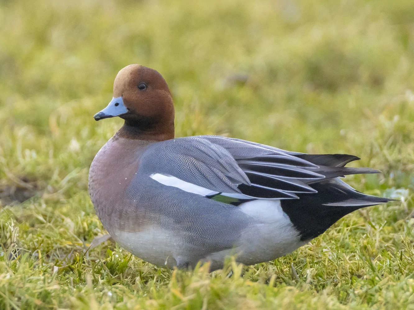 11 Ducks With Brown Heads North America