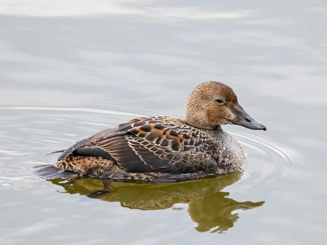 King Eider Female