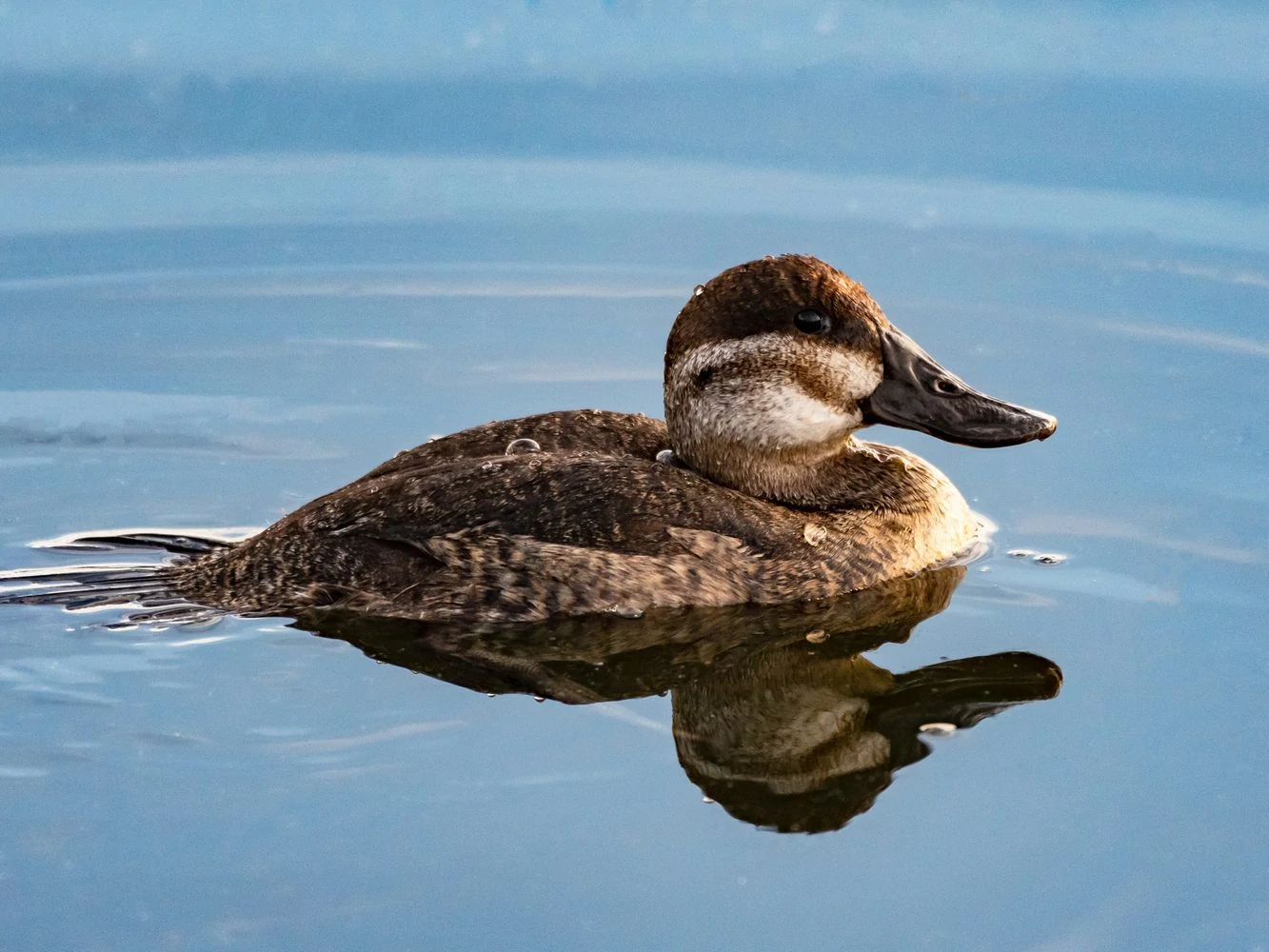 Ruddy Duck Female