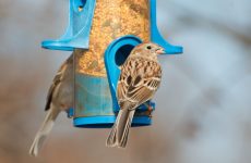 How To Attract Birds To Your Feeders