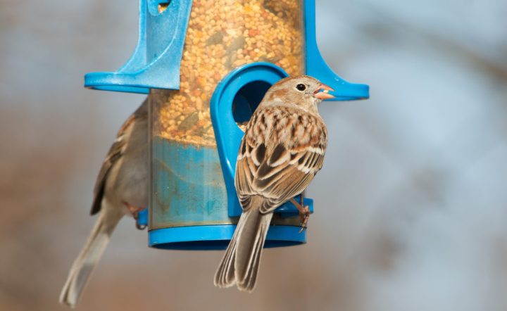How To Attract Birds To Your Feeders