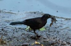 5 Types Of Crows and Jays In Ohio (And Their Calls)