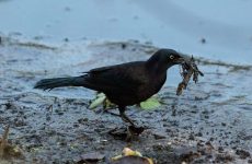 3 Types Of Crows and Magpies In Mississippi (And Their Calls)