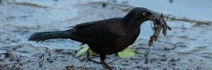 5 Species Of Crows and Magpies In Georgia And Their Calls