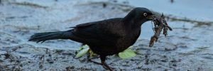 5 Species of Crows and Magpies In Maryland (And Their Calls)