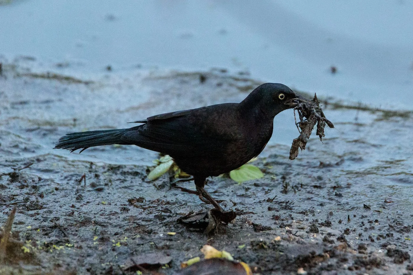 Fish Crow